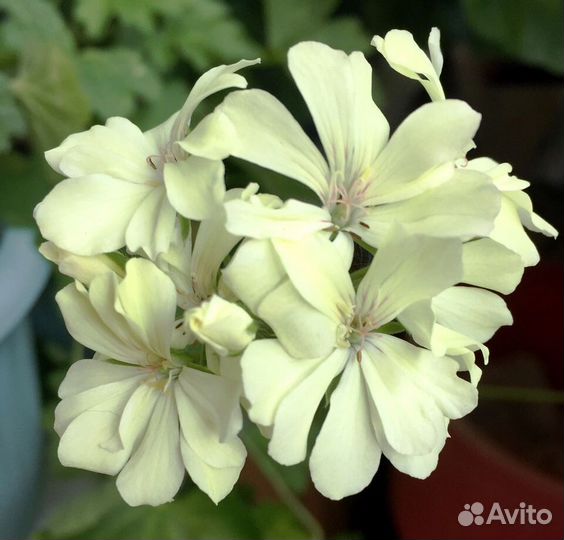 Пеларгония розебудная и стеллары укоренная и срезы