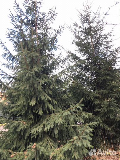 Продам Ели высота 6-7 метров