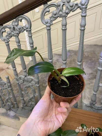 Филодендрон Краснеющий