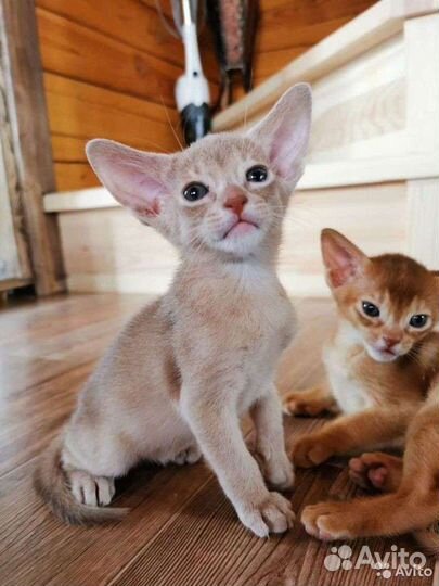 Абиссинское чудо