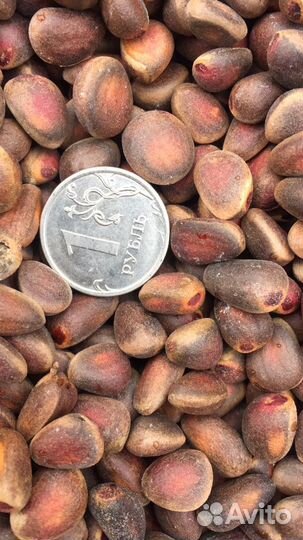 Кедровый орех, свежий 2023 года. Ядро