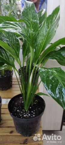 Комнатные растения цветы