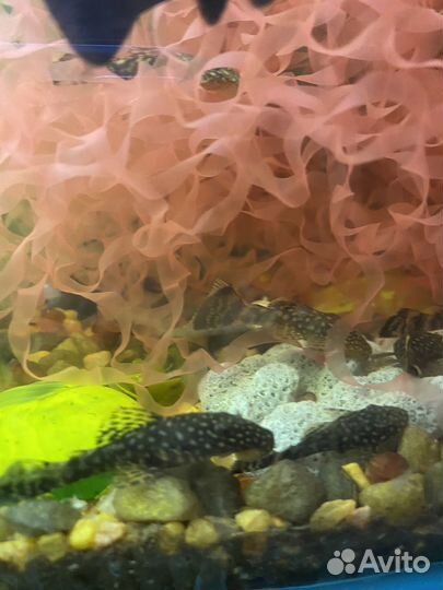 Аквариумные рыбки