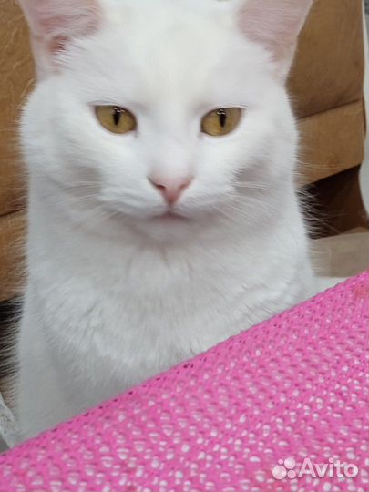 Очень умный кот