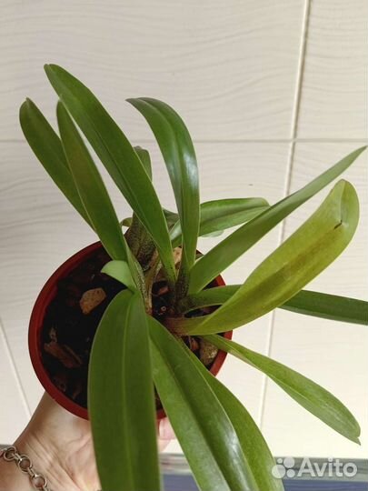 Орхидея пафиопедилум