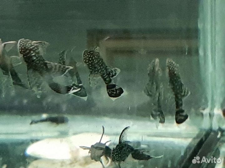 Аквариумные рыбки