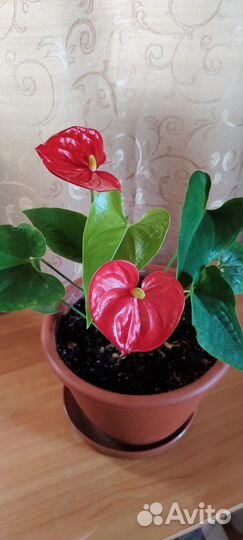 Комнатные растения