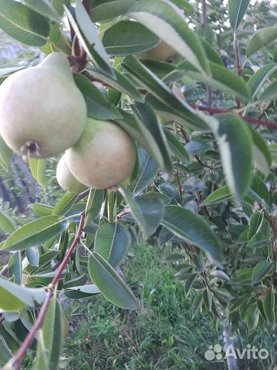 Груша сорт лада И просто мария