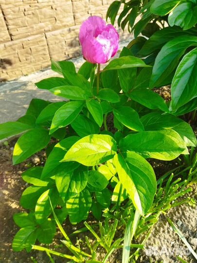 Пионы саженцы. Марьин корень