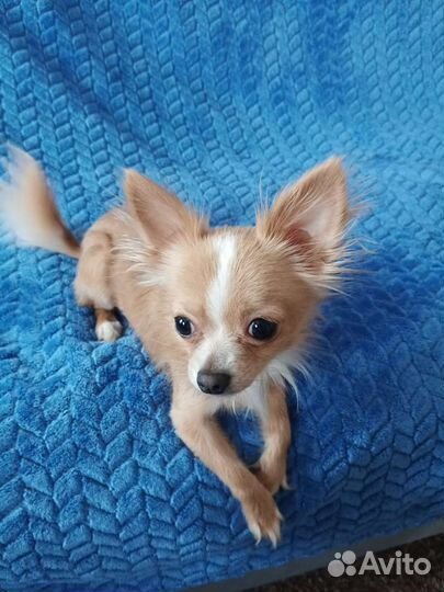 Вязка чихуахуа мини