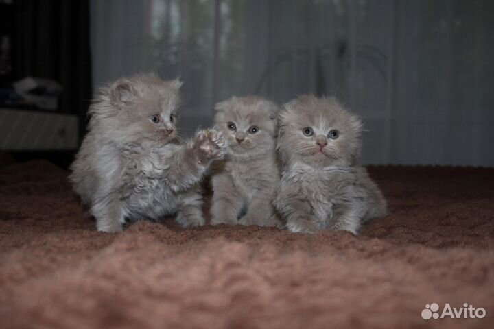 Британские котята
