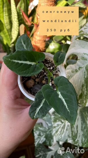 Сингониум вендланда