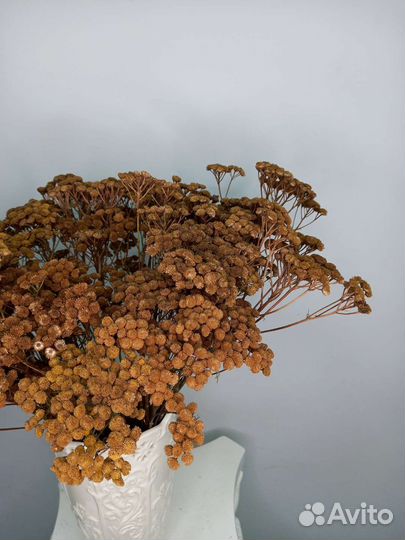 Сухоцвет танацетум / сухоцветы для дома