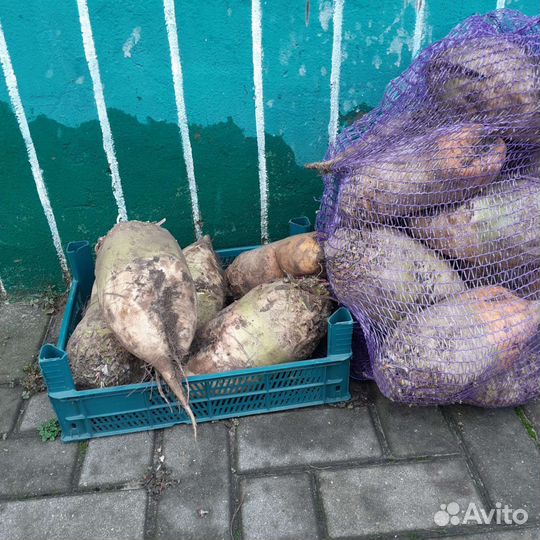 Свекла кормовая