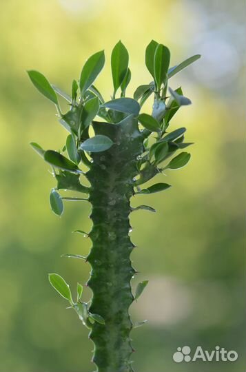 Молочай трёхгранный