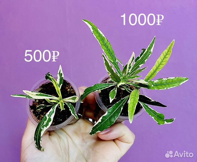 Редкие комнатные растения