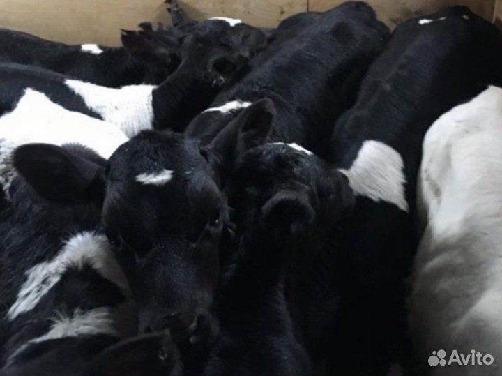 Бычки телята