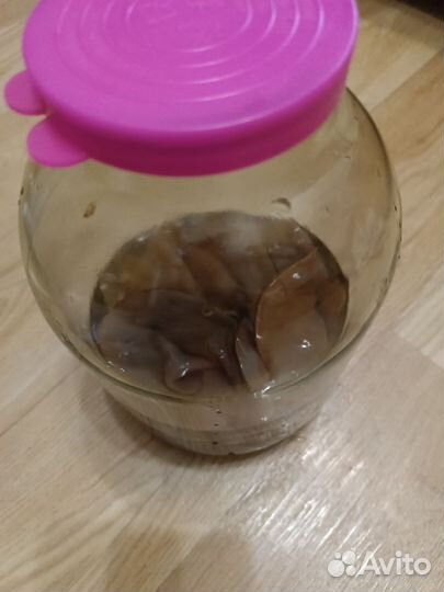 Чайный гриб