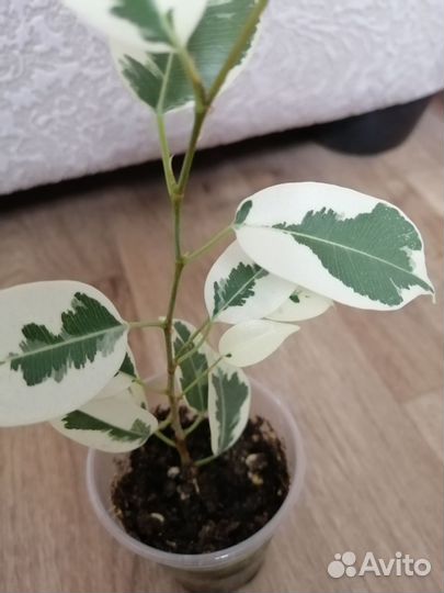 Фикус де гантель