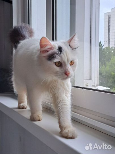 Кот красавец в добрые руки