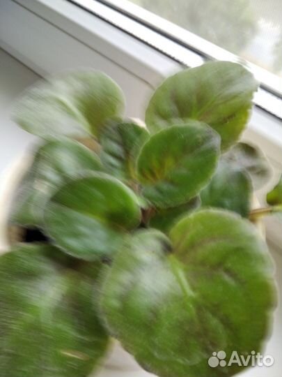 Продам фиалки и герань