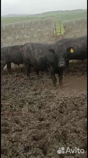 Коровы. телки