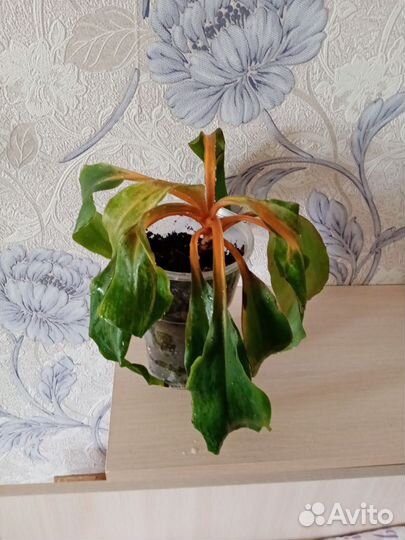 Церапегия, Фикус Барок, Филодендрон