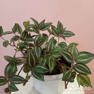 Традесканция зебрина