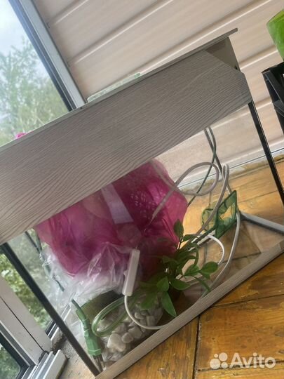 Аквариум бесплатно