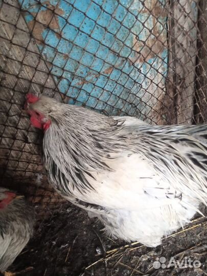 Петух брама