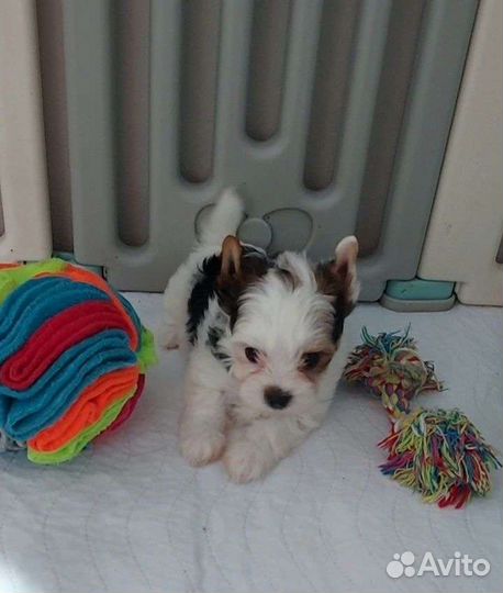 Девочки Бивер