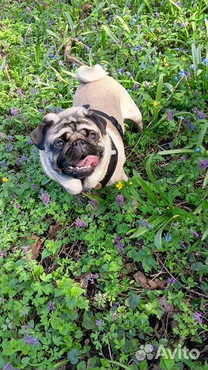 Вязка мопса мальчик