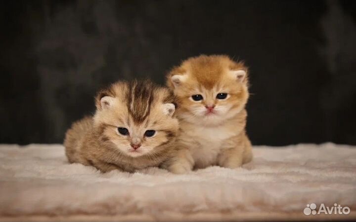 Котята