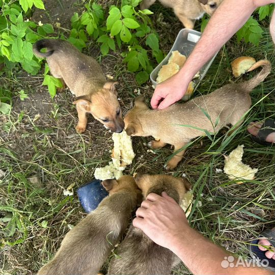 Собака в добрые руки отдам бесплатно