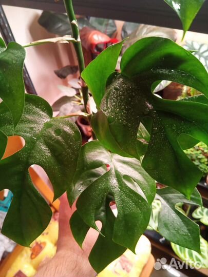 Рафидофора тетрасперма