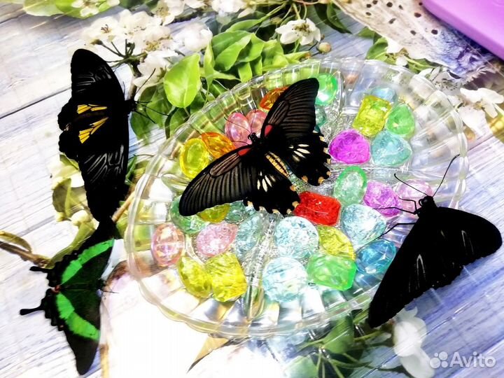 Живые тропические бабочки