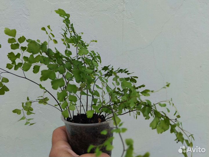 Папоротник Адеантум/венерин волос