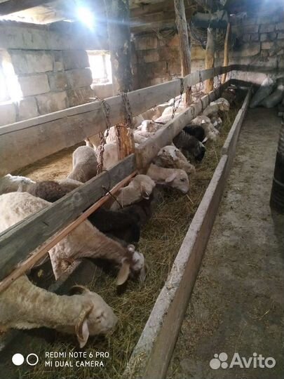 Овцы ягнята