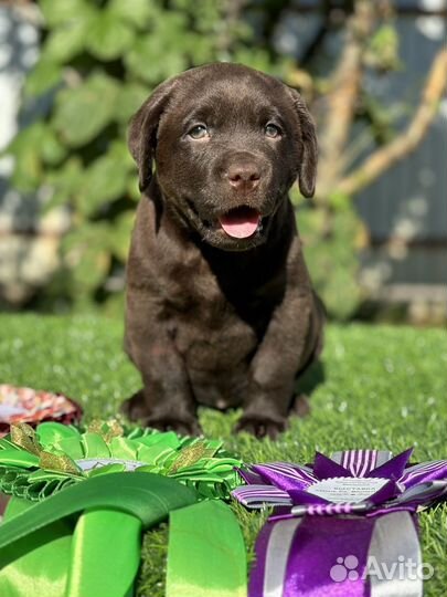 Шоколадные щенки лабрадора