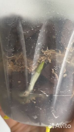 Орхидея фаленопсис бабочка