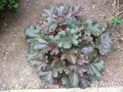 Гейхеры. Хосты