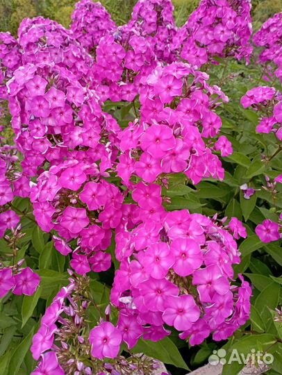 Флоксы саженцы