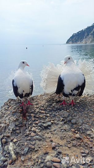Голуби породы павлин