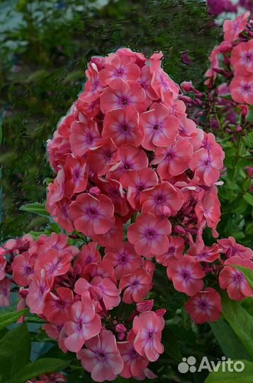 Многолетники цветы