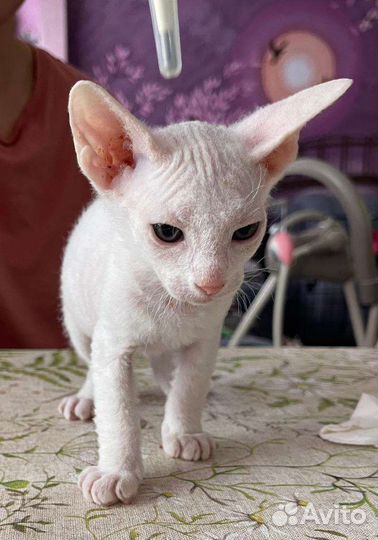 Канадский сфинкс