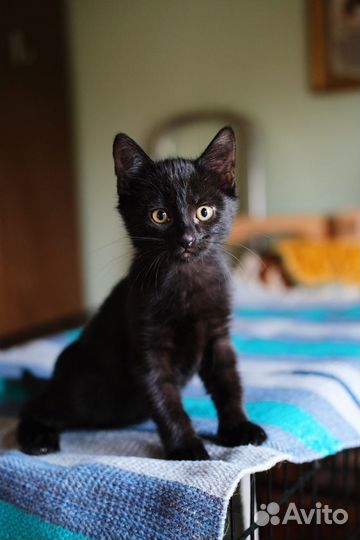 Черный уголёк забавный котёнок 2,5 мес