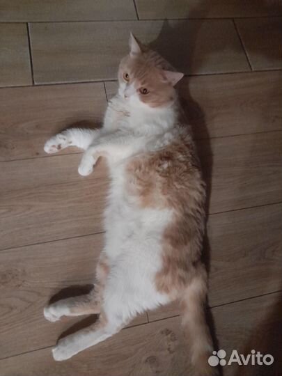 Кот Степан
