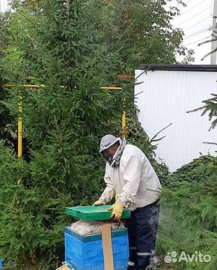 Мед,крем-мед,прополис,свечи на основе прополиса