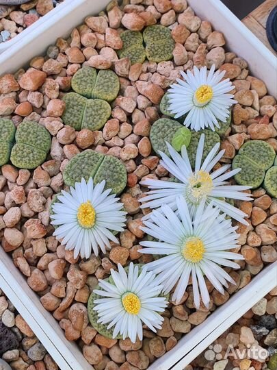 Семена Литопсов