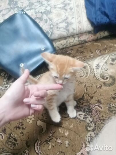 Кошка в дар